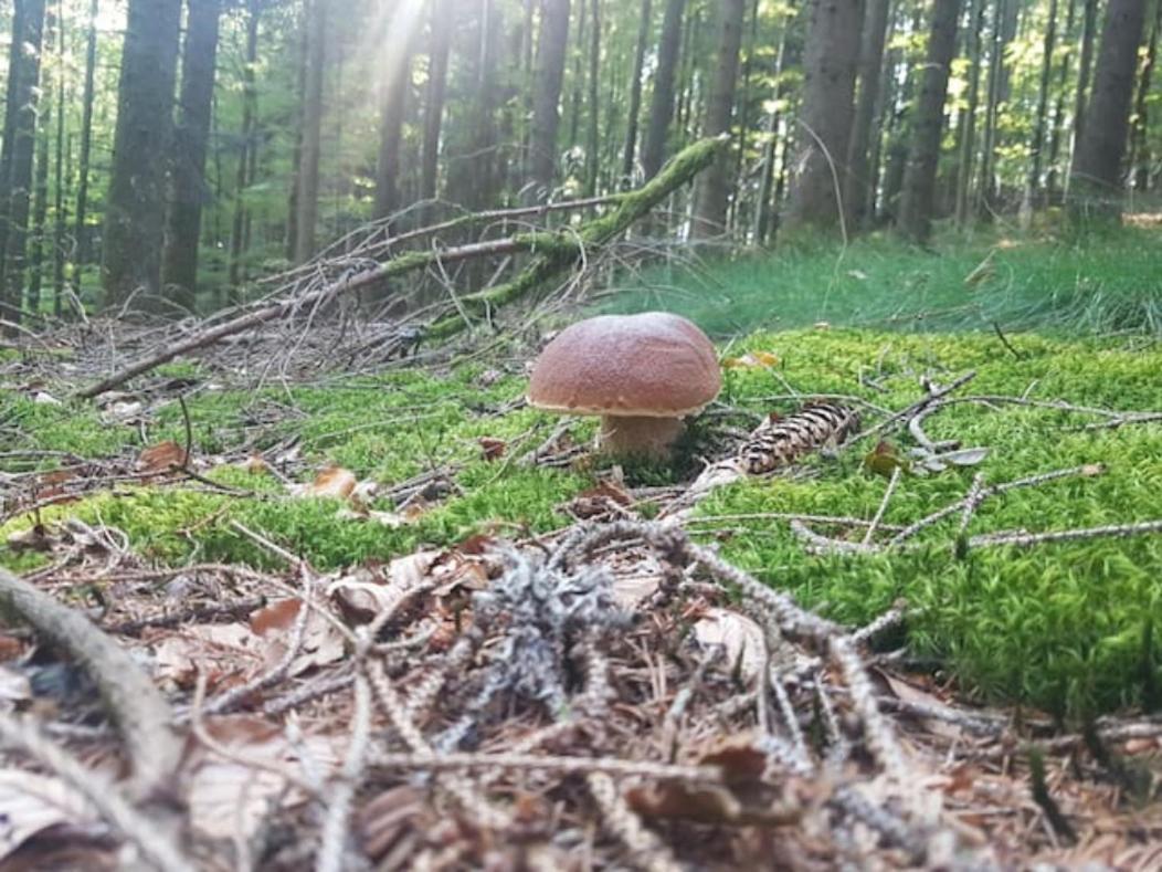Black Forest Bergliebe Pool Terrasse Ruhe Komfort